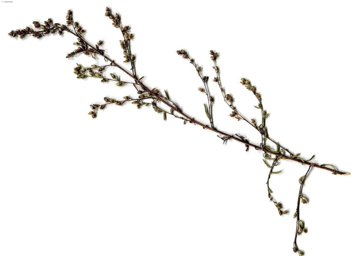Artemisia campestris subsp. maritima (Asteraceae)